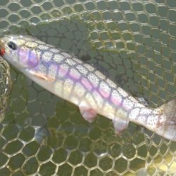 大安トラウトレイク釣果